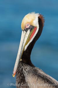 Brown pelican portrait, displaying winter breeding plumage with distinctive dark brown nape, yellow head feathers and red gular throat pouch, Pelecanus occidentalis, Pelecanus occidentalis californicus, La Jolla, California