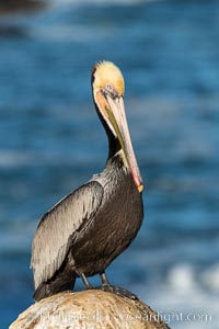 Brown pelican portrait, displaying winter plumage with distinctive yellow head feathers and colorful gular throat pouch, Pelecanus occidentalis, Pelecanus occidentalis californicus, La Jolla, California