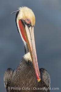 Brown pelican portrait, displaying winter plumage with distinctive yellow head feathers and colorful gular throat pouch, Pelecanus occidentalis, Pelecanus occidentalis californicus, La Jolla, California