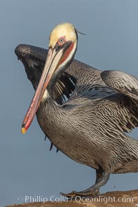 Brown pelican portrait, displaying winter plumage with distinctive yellow head feathers and colorful gular throat pouch, Pelecanus occidentalis, Pelecanus occidentalis californicus, La Jolla, California