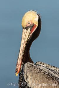Brown pelican portrait, displaying winter plumage with distinctive yellow head feathers and colorful gular throat pouch, Pelecanus occidentalis, Pelecanus occidentalis californicus, La Jolla, California
