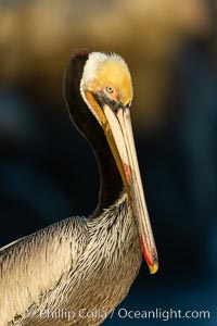 Brown pelican portrait, displaying winter plumage with distinctive yellow head feathers and colorful gular throat pouch, Pelecanus occidentalis, Pelecanus occidentalis californicus, La Jolla, California