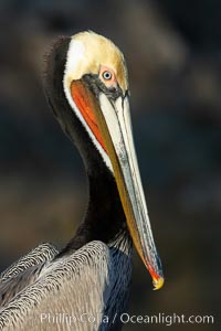 Brown pelican portrait, displaying winter plumage with distinctive yellow head feathers and colorful gular throat pouch, Pelecanus occidentalis, Pelecanus occidentalis californicus, La Jolla, California