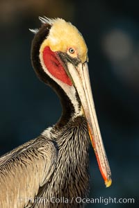 Brown pelican portrait, displaying winter plumage with distinctive yellow head feathers and colorful gular throat pouch, Pelecanus occidentalis, Pelecanus occidentalis californicus, La Jolla, California