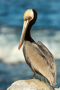 Brown pelican portrait, displaying winter plumage with distinctive yellow head feathers and colorful gular throat pouch, Pelecanus occidentalis, Pelecanus occidentalis californicus, La Jolla, California