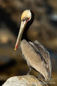 Brown pelican portrait, displaying winter plumage with distinctive yellow head feathers and colorful gular throat pouch, Pelecanus occidentalis, Pelecanus occidentalis californicus, La Jolla, California