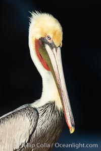 Brown pelican portrait, displaying winter plumage with distinctive yellow head feathers and colorful gular throat pouch