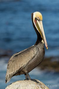 Brown pelican portrait, displaying winter plumage with distinctive yellow head feathers and colorful gular throat pouch, Pelecanus occidentalis, Pelecanus occidentalis californicus, La Jolla, California