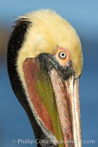 Brown pelican portrait, displaying winter plumage with distinctive yellow head feathers and colorful gular throat pouch, Pelecanus occidentalis, Pelecanus occidentalis californicus, La Jolla, California