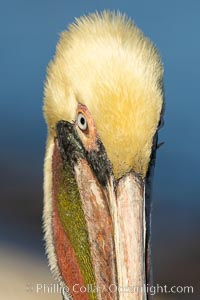 Brown pelican portrait, displaying winter plumage with distinctive yellow head feathers and colorful gular throat pouch, Pelecanus occidentalis, Pelecanus occidentalis californicus, La Jolla, California