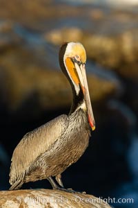 Brown pelican portrait, displaying winter plumage with distinctive yellow head feathers and colorful gular throat pouch