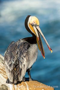 Brown pelican portrait, displaying winter plumage with distinctive yellow head feathers and colorful gular throat pouch, Pelecanus occidentalis, Pelecanus occidentalis californicus, La Jolla, California