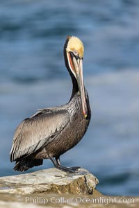 Brown pelican portrait, displaying winter plumage with distinctive yellow head feathers and colorful gular throat pouch, Pelecanus occidentalis, Pelecanus occidentalis californicus, La Jolla, California