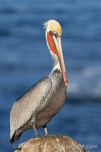 California brown pelican portrait with breeding plumage, note the striking red throat, yellow and white head, Pelecanus occidentalis, Pelecanus occidentalis californicus, La Jolla