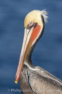 California brown pelican portrait with breeding plumage, note the striking red throat, yellow and white head, Pelecanus occidentalis, Pelecanus occidentalis californicus, La Jolla