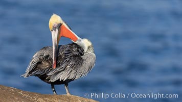 Trikonasana, triangle pose, pelican yoga. California brown pelican portrait with breeding plumage, note the striking red throat, yellow and white head, Pelecanus occidentalis, Pelecanus occidentalis californicus, La Jolla