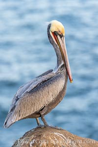 California brown pelican portrait with in-transition breeding plumage, note the striking red throat, yellow and white head, Pelecanus occidentalis, Pelecanus occidentalis californicus, La Jolla