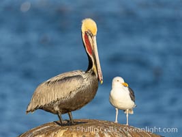 California brown pelican portrait with breeding plumage, note the striking red throat, yellow and white head