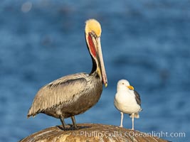 California brown pelican portrait with breeding plumage, note the striking red throat, yellow and white head, Pelecanus occidentalis, Pelecanus occidentalis californicus, La Jolla