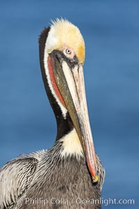 California brown pelican portrait with breeding plumage, note the striking red throat, yellow and white head