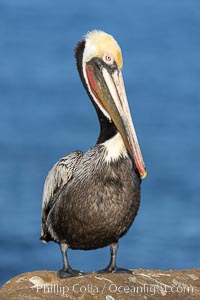 California brown pelican portrait with breeding plumage, note the striking red throat, yellow and white head, Pelecanus occidentalis, Pelecanus occidentalis californicus, La Jolla