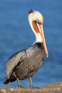 California brown pelican portrait with breeding plumage, note the striking red throat, yellow and white head, Pelecanus occidentalis, Pelecanus occidentalis californicus, La Jolla