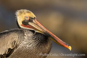 California brown pelican portrait,, gold-colored ocean cliffs lit at sunrise in the background, Pelecanus occidentalis, Pelecanus occidentalis californicus, La Jolla