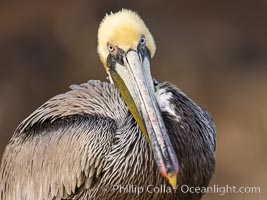 California brown pelican portrait, gold-colored ocean cliffs lit at sunrise in the background, Pelecanus occidentalis, Pelecanus occidentalis californicus, La Jolla