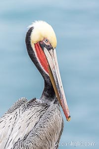 California Brown Pelican Portrait, overcast light, winter adult breeding plumage, Pelecanus occidentalis, Pelecanus occidentalis californicus, La Jolla