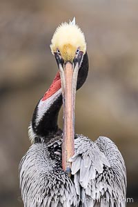 California Brown Pelican Portrait With Twisted Neck, overcast light, winter adult breeding plumage, head twisted to face backwards as it preens, eyes locked on camera, Pelecanus occidentalis, Pelecanus occidentalis californicus, La Jolla