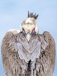 California Brown Pelican Portrait, immature with head tucked into feathers, resting and staring at the camera, overcast light, immature/juvenile plumage, Pelecanus occidentalis, Pelecanus occidentalis californicus, La Jolla