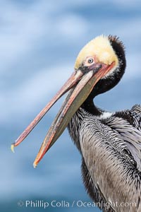 Brown pelican portrait in morning sun, displaying winter plumage. On cliffs overlooking the ocean in La Jolla, Pelecanus occidentalis, Pelecanus occidentalis californicus