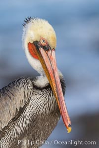 Brown pelican portrait in morning sun, displaying winter plumage. On cliffs overlooking the ocean in La Jolla, Pelecanus occidentalis, Pelecanus occidentalis californicus