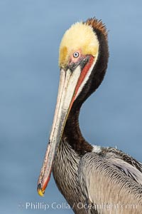 Brown pelican portrait in morning sun, displaying winter plumage. On cliffs overlooking the ocean in La Jolla, Pelecanus occidentalis, Pelecanus occidentalis californicus