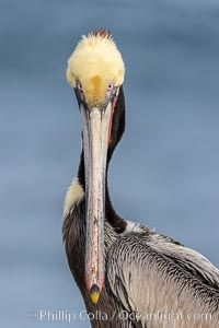 Brown pelican portrait in morning sun, displaying winter plumage. On cliffs overlooking the ocean in La Jolla, Pelecanus occidentalis, Pelecanus occidentalis californicus