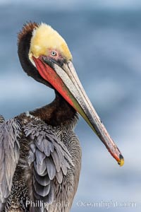 Brown pelican portrait in morning sun, displaying winter plumage. On cliffs overlooking the ocean in La Jolla, Pelecanus occidentalis, Pelecanus occidentalis californicus
