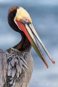 Brown pelican portrait in morning sun, displaying winter plumage. On cliffs overlooking the ocean in La Jolla, Pelecanus occidentalis, Pelecanus occidentalis californicus