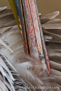 California brown pelican preening, beak and feather detail, Pelecanus occidentalis, Pelecanus occidentalis californicus, La Jolla