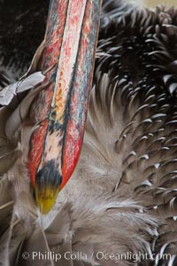 California brown pelican preening, the tip of the bill seen spreading preen oil on feathers.