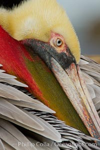 California brown pelican preening, Pelecanus occidentalis, Pelecanus occidentalis californicus, La Jolla