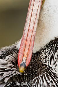 California brown pelican preening, Pelecanus occidentalis, Pelecanus occidentalis californicus, La Jolla