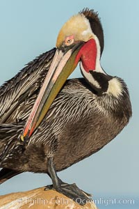 Brown pelican preening, cleaning its feathers after foraging on the ocean, with distinctive winter breeding plumage with distinctive dark brown nape, yellow head feathers and red gular throat pouch, Pelecanus occidentalis, Pelecanus occidentalis californicus, La Jolla, California