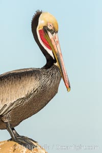 Brown pelican preening, cleaning its feathers after foraging on the ocean, with distinctive winter breeding plumage with distinctive dark brown nape, yellow head feathers and red gular throat pouch, Pelecanus occidentalis, Pelecanus occidentalis californicus, La Jolla, California