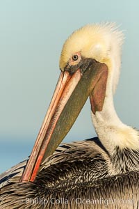 Brown pelican preening, cleaning its feathers after foraging on the ocean, with distinctive winter breeding plumage with distinctive dark brown nape, yellow head feathers and red gular throat pouch, Pelecanus occidentalis, Pelecanus occidentalis californicus, La Jolla, California