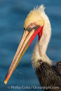 Brown pelican, entangled in monofilament fishing line, showing winter breeding plumage colors, Pelecanus occidentalis, Pelecanus occidentalis californicus, La Jolla, California
