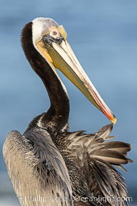 California Brown Pelican preening, pulling on a feather, Pelecanus occidentalis, Pelecanus occidentalis, Pelecanus occidentalis californicus, La Jolla