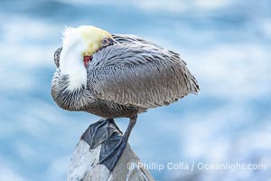 California brown pelican resting with head under wing, perched on a rock over the ocean, in shade, adult winter non-breeding plumage, Pelecanus occidentalis, Pelecanus occidentalis californicus, La Jolla