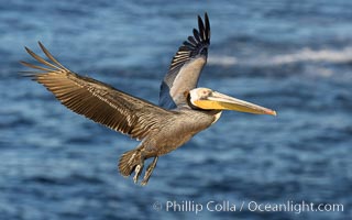 California Brown pelican in flight, soaring along sea cliffs above the ocean in La Jolla, California, Pelecanus occidentalis, Pelecanus occidentalis californicus