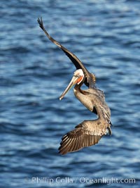 California Brown pelican in flight, soaring along sea cliffs above the ocean in La Jolla, California