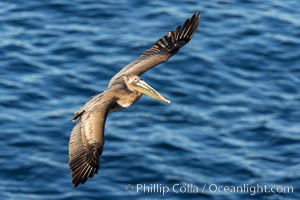 California Brown pelican in flight, soaring along sea cliffs above the ocean in La Jolla, California, Pelecanus occidentalis, Pelecanus occidentalis californicus